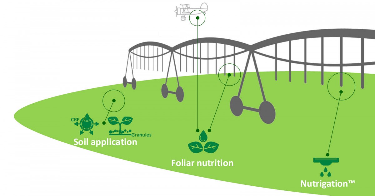 Combined nutritional solutions 