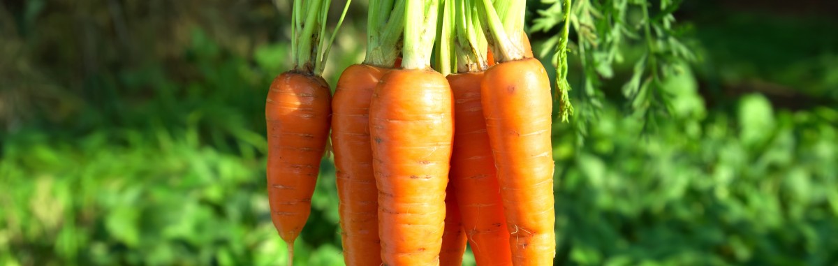 Carrot field