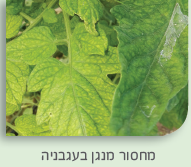 מנגן