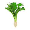 Sugar Beet